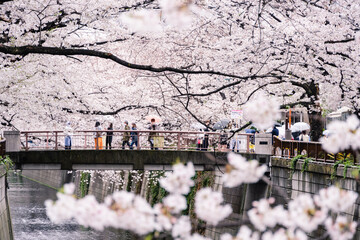 春イメージ　満開の桜