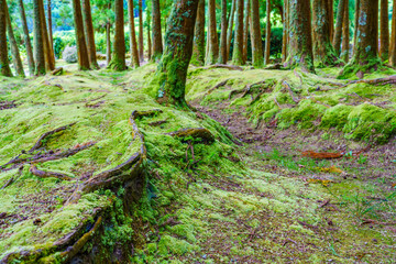 Tree trunks with moss on natural, green background