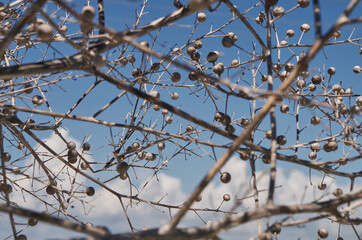 Bubbles in nature. Dry grass with balloons backgound