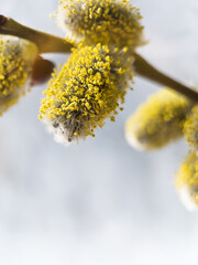 Pussy willow branch with catkins on a blue blurred background closeup.