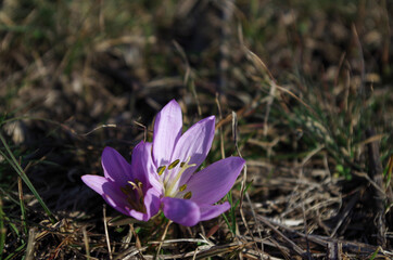 spring purple crocus flowers in a meadow