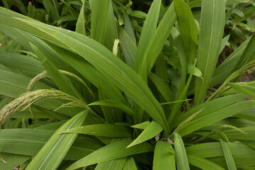 Garden design. Ornamental grasses. Closeup view of Seteria sulcata, also known as Palm Grass, green leaves foliage and flowers, spring blooming in the park. 