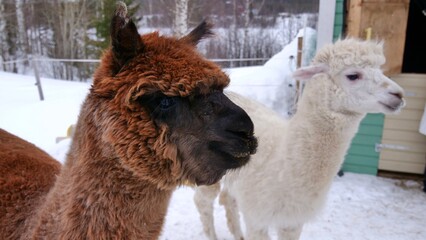 alpaca animals in winter in the North of sweden