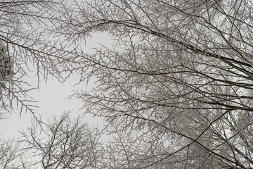 Fototapeta na wymiar Beautiful snowy forest, wintertime walk in Polish mountains