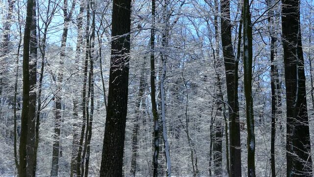Beautiful winter forest. The trees are covered with snow and frost. View from the verdu over the forest. Flight between trees.