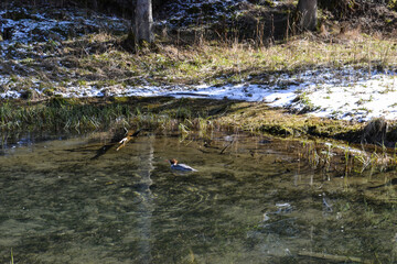 Wild duck in the forest water of the river with a perfect reflection of the water, which reflects the tree trunks and grass on the shore.