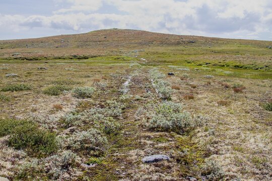 Old tracktor track on Hardangervidda