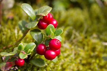 Lingomberry with waterdrop and green vegitation