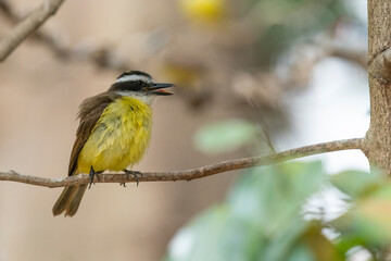 Fototapeta premium The Great kiskadee (Pitangus sulphuratus)