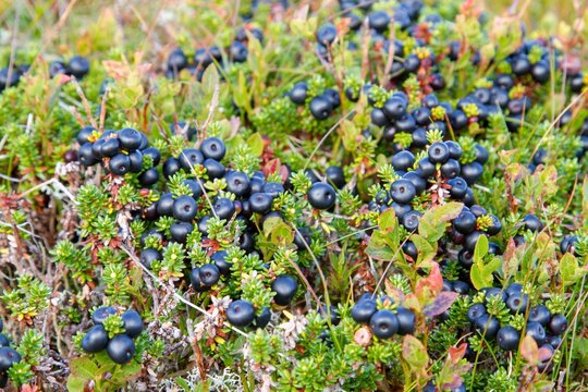crowberries in the heather redy to be harvested