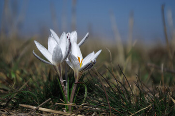 white crocus flower in a meadow