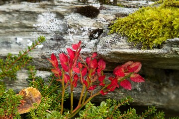 color full blue berry bush in the autumn