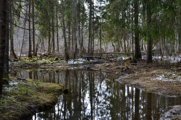 In the spring, a beautiful forest river came out of the banks and flooded the bank. The river is surrounded by green conifers