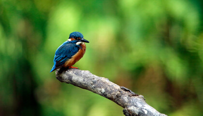 Male kingfisher perched on the riverbank