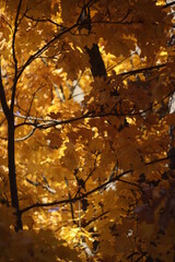 autumn leaves background