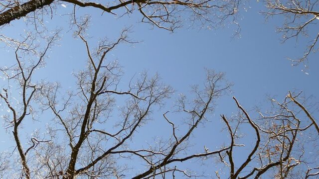 Beautiful winter forest. The trees are covered with snow and frost. View from the verdu over the forest. Flight between trees.