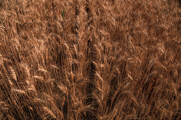 barley field at Samerng, Chiangmai, Thailand