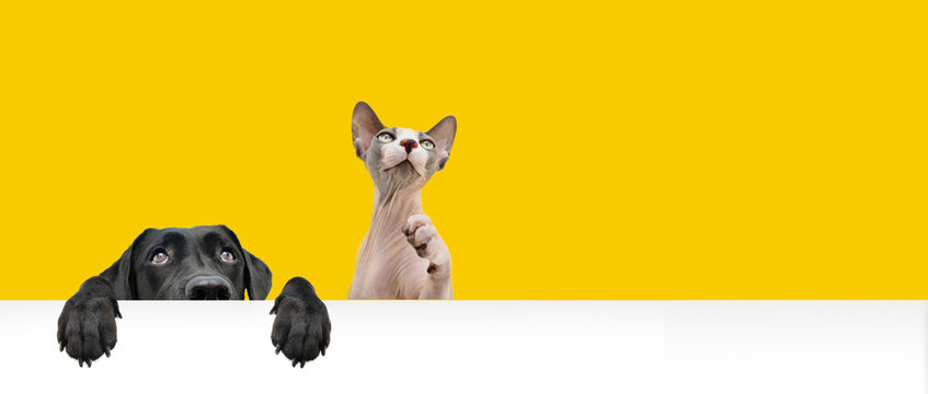 Banner Pets Hide Black Labrador Dog And Sphynx Cat Looking Up Giving You Whale Eye Hanging Over A Blank Sign With Room For Text. Isolated On Colored Yellow Background.