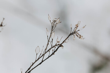Branch of a tree on a blurred background of winter. Close-up photo. Delicate and leafy.