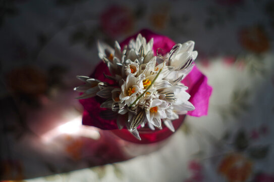 Wild white crocuses in a homemade vase top view © Olha Dokalenko