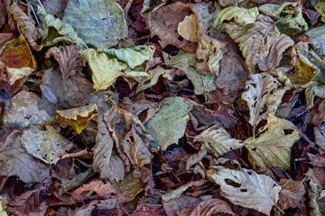 color full Leaf in winter frost