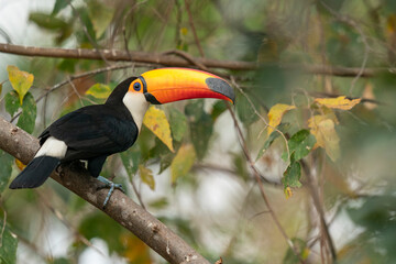 toucan on a branch