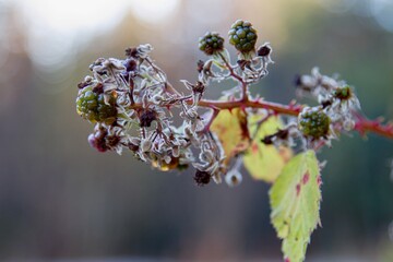 frozen blackberry on a branch