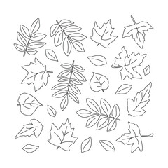 Contour graphic leaves. Black and white background. Botanical illustration. Vector.