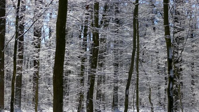 Beautiful winter forest. The trees are covered with snow and frost. View from the verdu over the forest. Flight between trees.