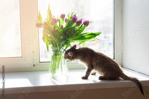 Background: a bouquet of tulips and a kitten on the window. The concept of spring, holiday, mother's day.