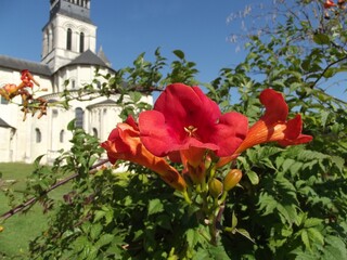Fototapeta na wymiar Rote Blüte vor der Abtei Fontevraud, Frankreich