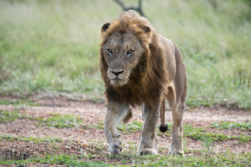 A Male Lion seen on a patrol on a safari in South Africa