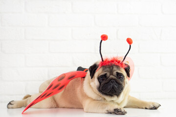 Funny  smiling  pug dog  in ladybug costume lying on white background with copy space for text . greeting card ,advertising concept . Pug dog in funny  halloween costume . Spring and easter  concept . © Tetiana