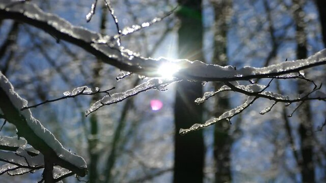 Beautiful winter forest. The trees are covered with snow and frost. View from the verdu over the forest. Flight between trees.