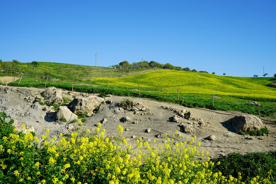 Paisaje de contrastes ubicado cerca del pueblo malagueño de Periana (en Andalucía) que muestra una zona cultivable cubierta de jaramagos en flor, pero desgarrada por una profunda grieta de erosión.