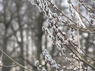 branches in spring