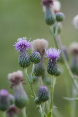 flowers of thistle creeping close up