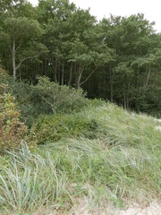 footpath in the forest