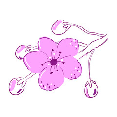 Hand drawn cherry blossoms. Nature flowers concept. Flat modern illustration.