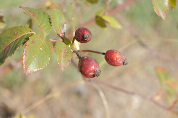 Dog rose in wild. autumn rose hip bush with red leaves and berries