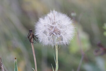 Big dandelion close up on a natural background.