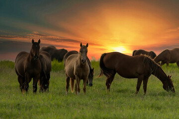 Fototapeta na wymiar Thoroughbred horses grazing at sunset in a field.