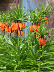 Orange flowers of the royal grouse in spring garden. Fritillaria imperialis or crown imperial, Kaiser's crown. Springtime natural background.