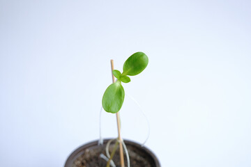 small sunflower sprouts. three newly sprouted sunflower seeds