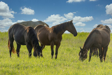 Thoroughbred horses grazing  in a field