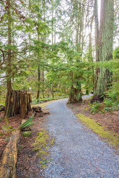 Fragment Of Malcolm Lowry Trail Trail In Cates Park, Vancouver, Canada