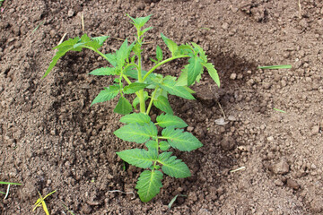 Young tomato planted in soil in home farm. Top view. Organic agriculture. Eco-friendly horticulture concept