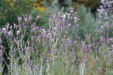 Blooming thistle creeping on a summer meadow 