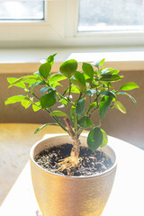 Houseplant Tangerine tree with small flowers in a pot under sun flare. Bonsai tree