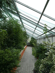 greenhouse with plants